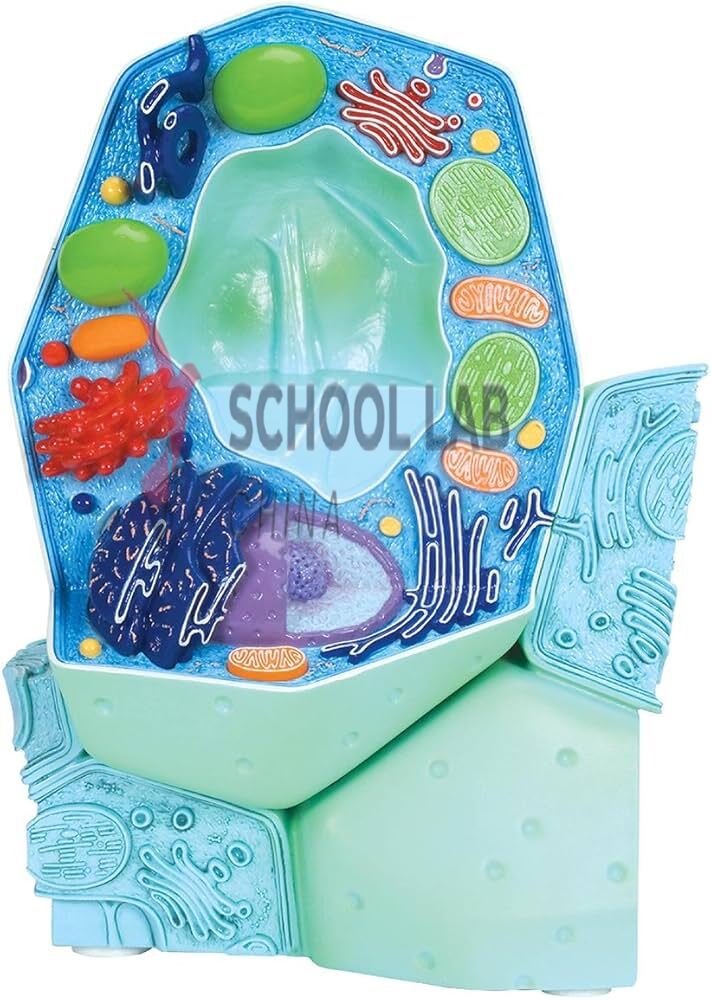 3B Scientific Plant Cell Model